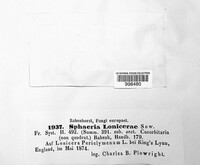 Venturia lonicerae image